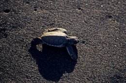Black-sand;-Comoros-Archipelago;-France;-Hatchling;-Indian-Ocean;-Kaleidos;-Kaleidos-images;-La-parole-à-limage;-Laurent-Abad;-Mayotte;-Nature;-Sea-turtle;-Shadow;-Stories-Pictures;-Wildlife